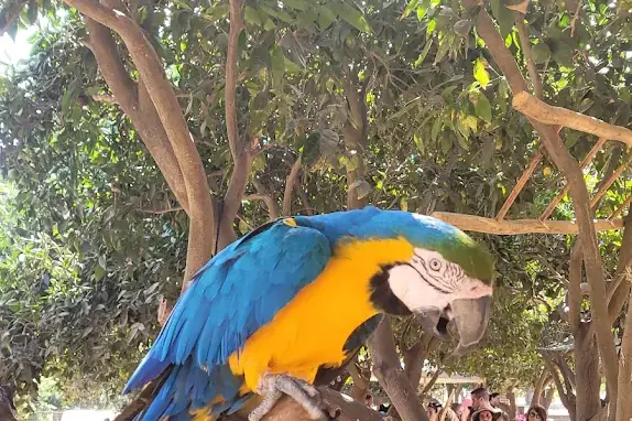 פינת החי